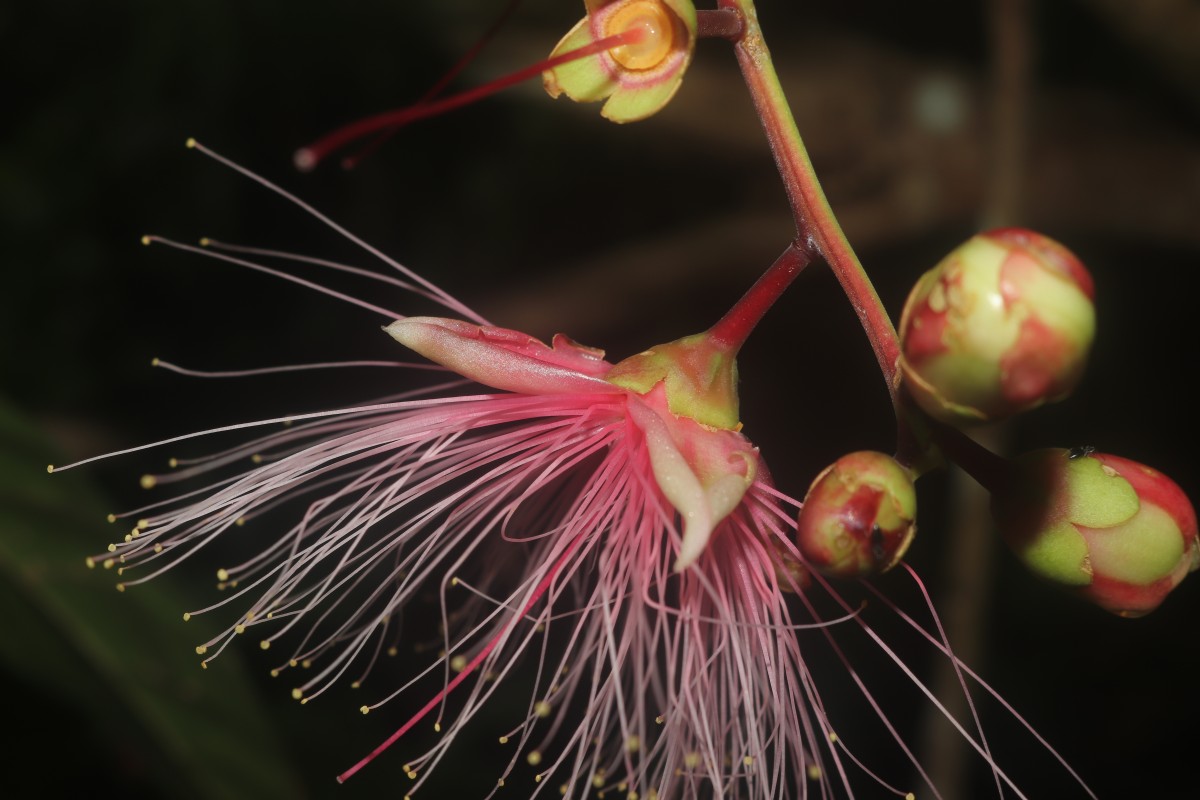 Barringtonia racemosa (L.) Spreng.